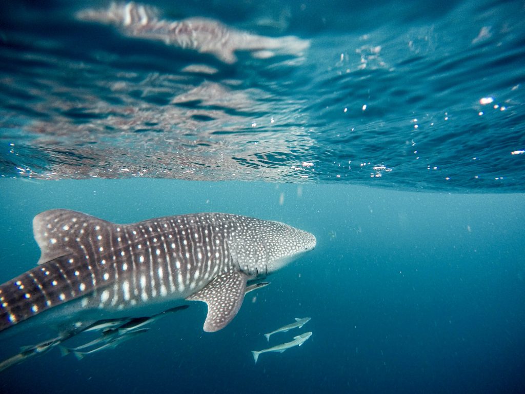 whale sharks swimming in the Philippines